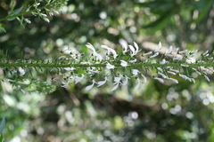 Lobelia nicotianifolia